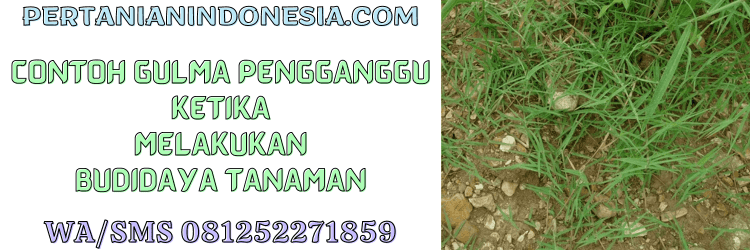 contoh,gulma,pengganggu,budidaya,tanaman,pertanian indonesia